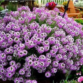 100 hạt giống cúc inđo nhiều mầu
