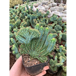 Xương rồng mytilo crest / cactusgarden / size chậu 7cm