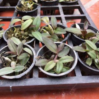 DÃ HẠC CHÂU NHƯ GIỐNG