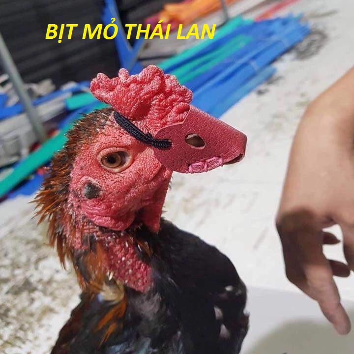 BỊT MỎ CHO GÀ CHỌI - BỊT MỎ THÁI LAN CHO GÀ