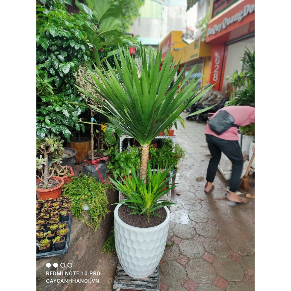 CHẬU CÂY THẦN TÀI NÚI, CÂY PHÁT TÀI NÚI