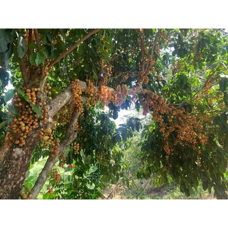 Cây giống Dâu Da Vàng Thái Lan