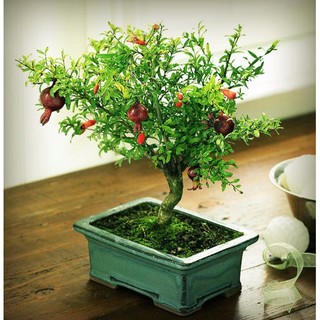 HẠT GIỐNG LỰU LÙN - TRỒNG CHẬU