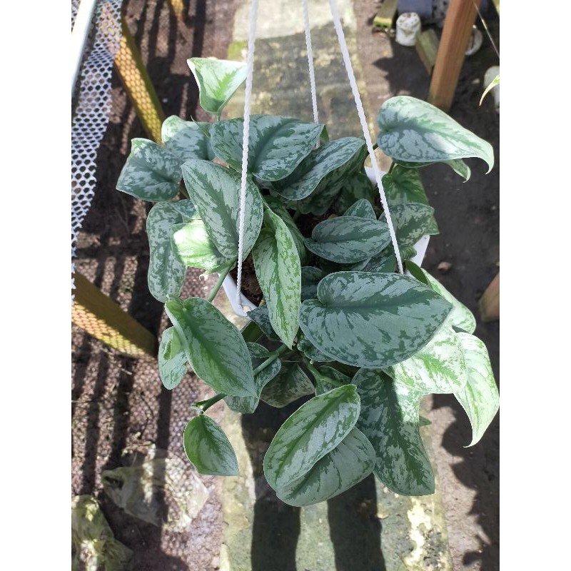 Trầu bà lụa