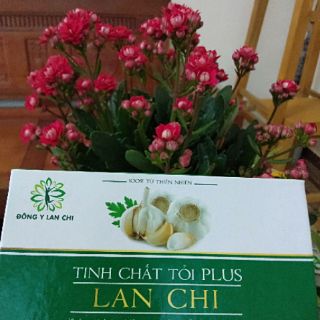 Tinh chất TỎI PLUS LAN CHI