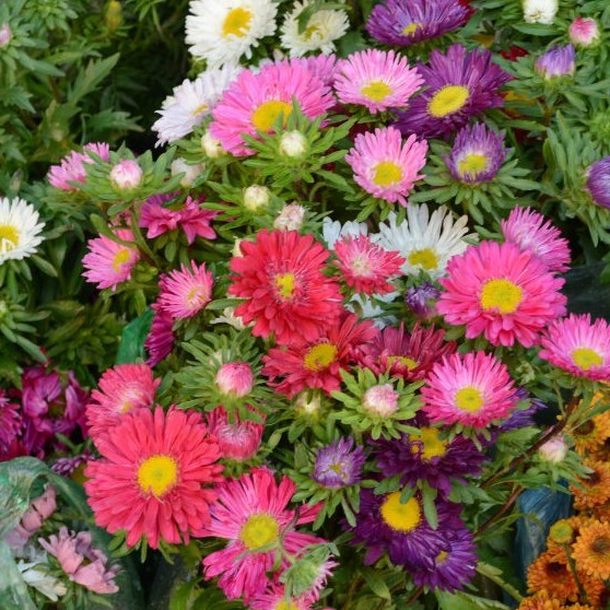 Hạt giống hoa cúc magic - cúc thúy màu 100 hạt