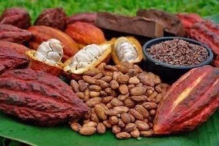 Bột ca cao nguyên chất 100% k trộn bột