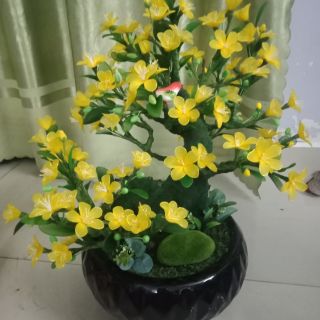Combo vat lieu lam binh mai