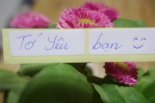 Kombucha, nấm thủy sâm, Scopy kèm nước mồi