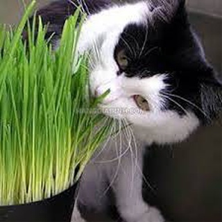 100 hạt giống cỏ lúa mì đỏ wheatgrass cỏ mèo
