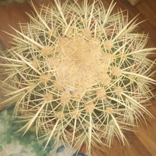Xương rồng kim hổ (hoành 55-60cm)
