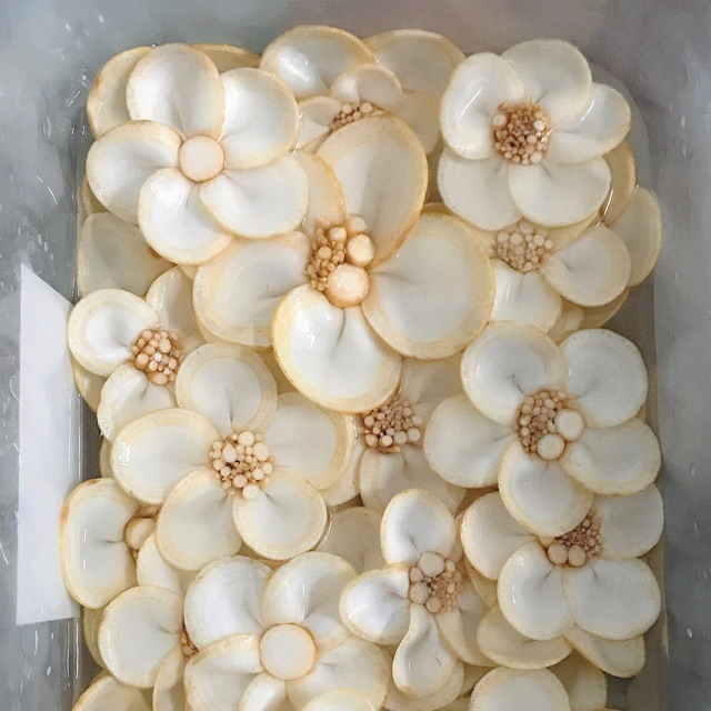 Hoa sâm trang trí ( 10 bông )