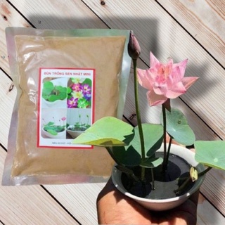 Đất bùn khô trồng Sen mini, súng mini