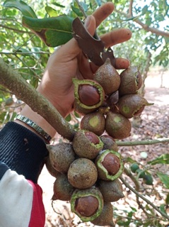 Hạt Macca Đăk Lăk