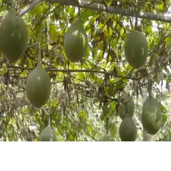 Hạt Giống Cây Gấc Cao Sản - Gói 10 Hạt KNS255