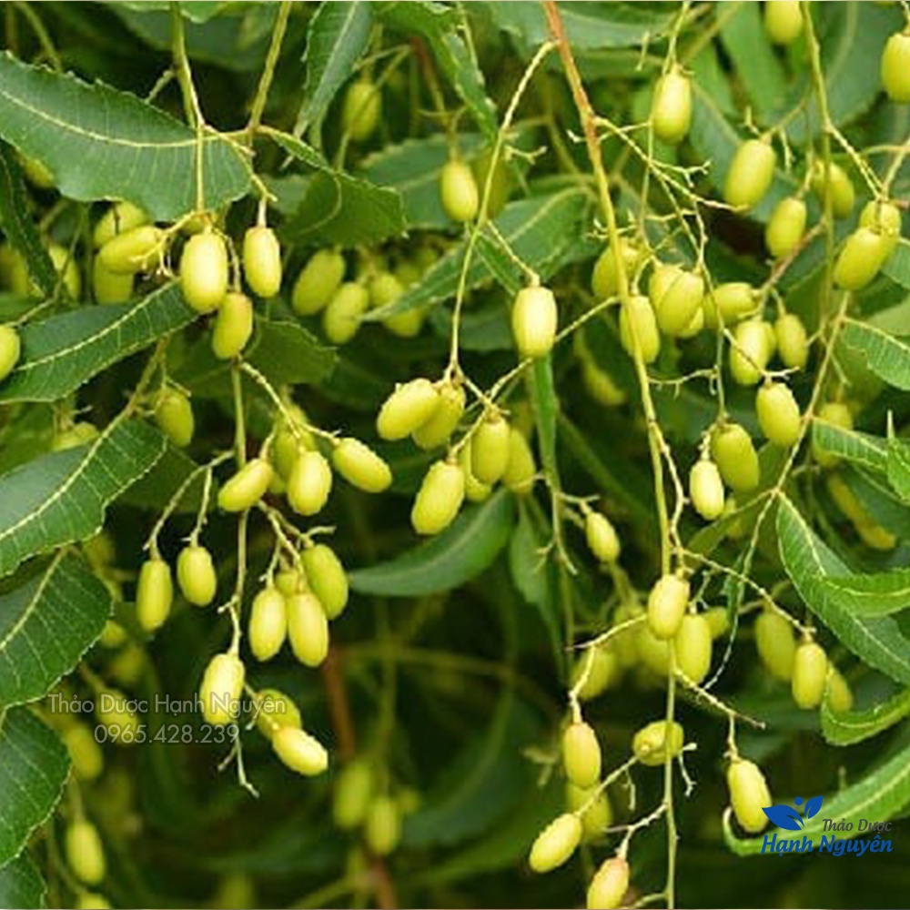 Lá neem khô Ấn Độ 100g (Lá xoan kháng khuẩn, ổn định đường huyết) - Thảo Dược Hạnh Nguyên