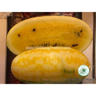 25.HAT Hạt Giống Dưa Hấu F1 Thỏi Vàng TG9999 (TLA0| A3*V43*M223)