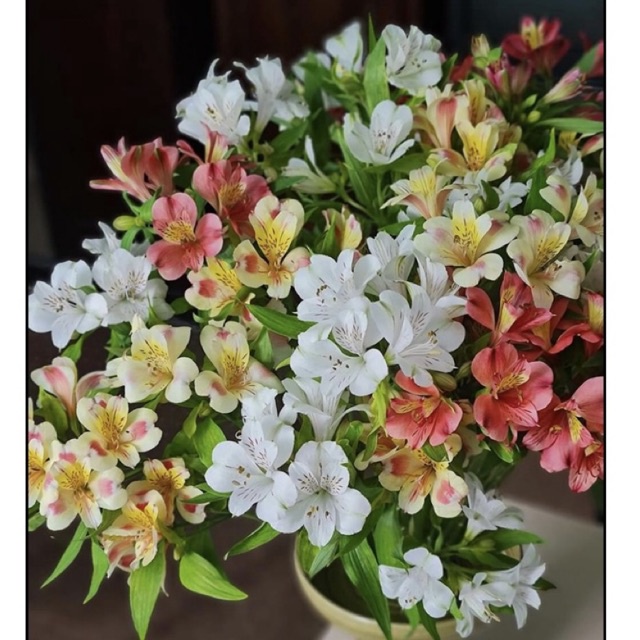 Hoa Thủy tiên/ Ly Peru  |Ship hỏa tốc| Hoa tươi Gifarm