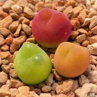 Cây Conophytum maughanii (Mua 2 tặng 1)