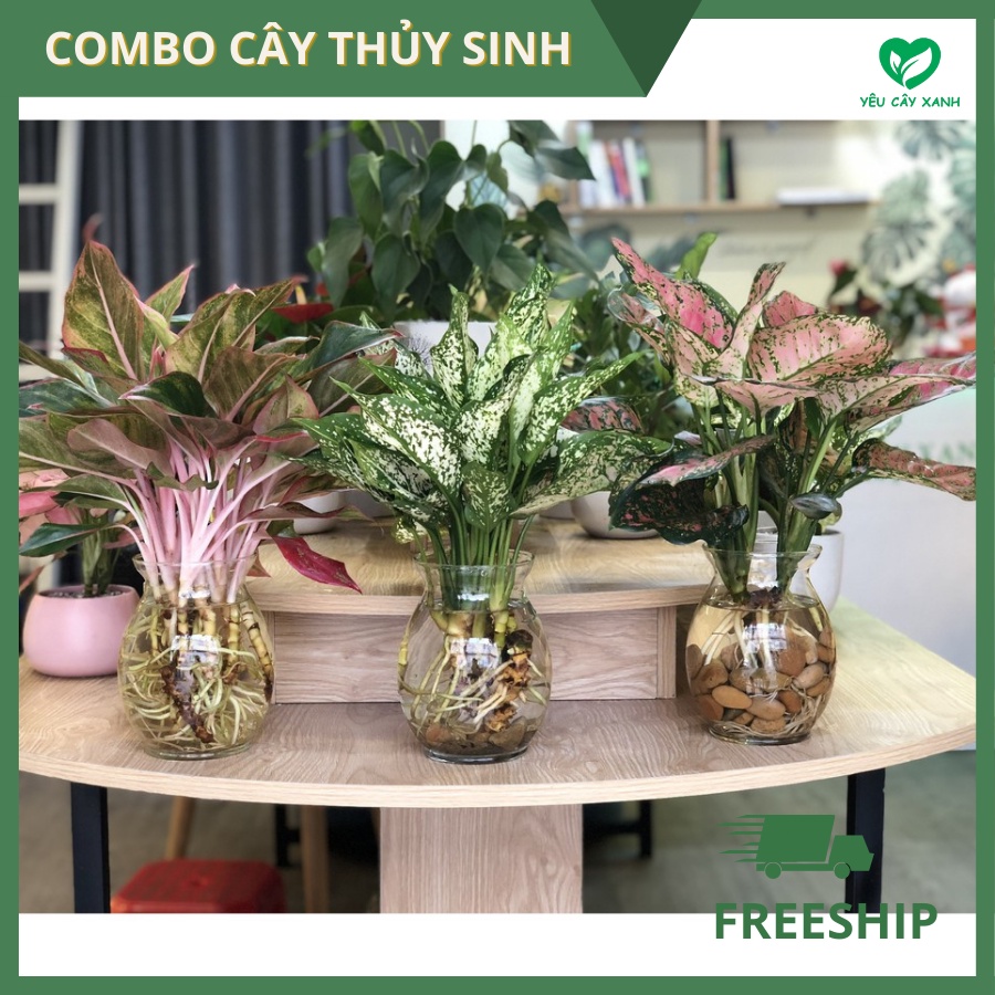 [ COMBO ] CÂY THUỶ SINH - Bộ 3 cây thuỷ sinh có phong thuỷ cực tốt Vạn lộc - Ngọc Ngân -Phú Quý