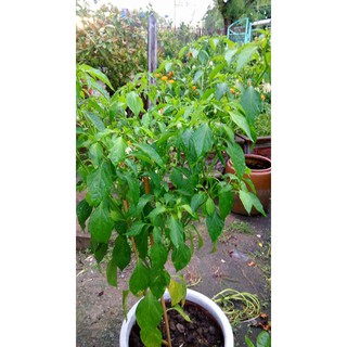 HẠT GIỐNG CÁC LOẠI ỚT - 1 Gói