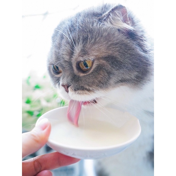 [SHIP HOẢ TỐC] Sữa uống liền sữa chua uống lợi khuẩn Monbab dành cho chó mèo gói 50g