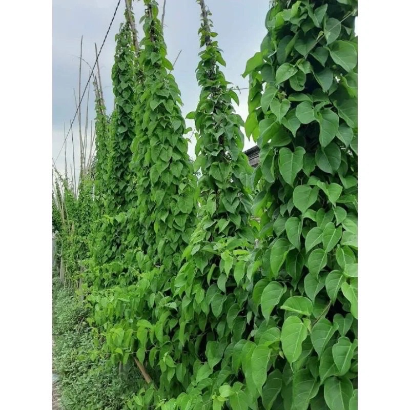 CÂY LÁ GIANG GIỐNG