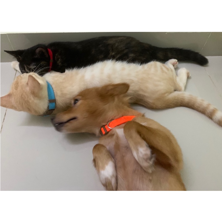 VÒNG CỔ CHO CHÓ MÈO CÓ KHÓA NHỰA, VÒNG CỔ CHÓ -  LOVE PETS SHOP