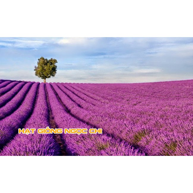 Hạt Giống Hoa Oải Hương (Hoa Lavender) - 100 Hạt