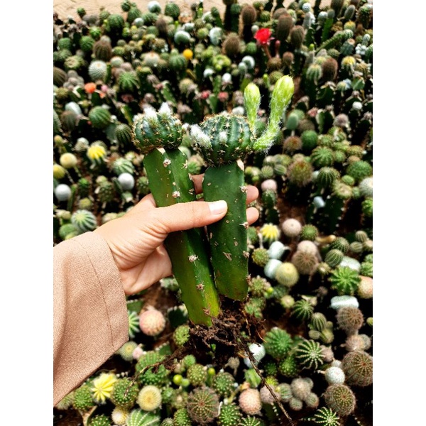 Xương rồng Lobivia Bicolor
