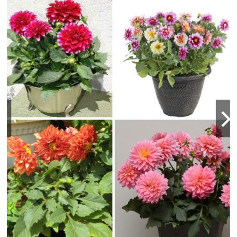 HẠT GIỐNG HOA THƯỢC DƯỢC LÙN MIX MÀU 5GR KHOẢNG 200 HẠT