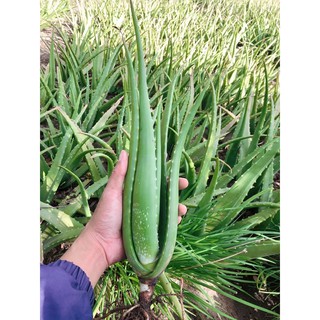 Combo 20 cây Nha Đam Giống ( 35~40cm )