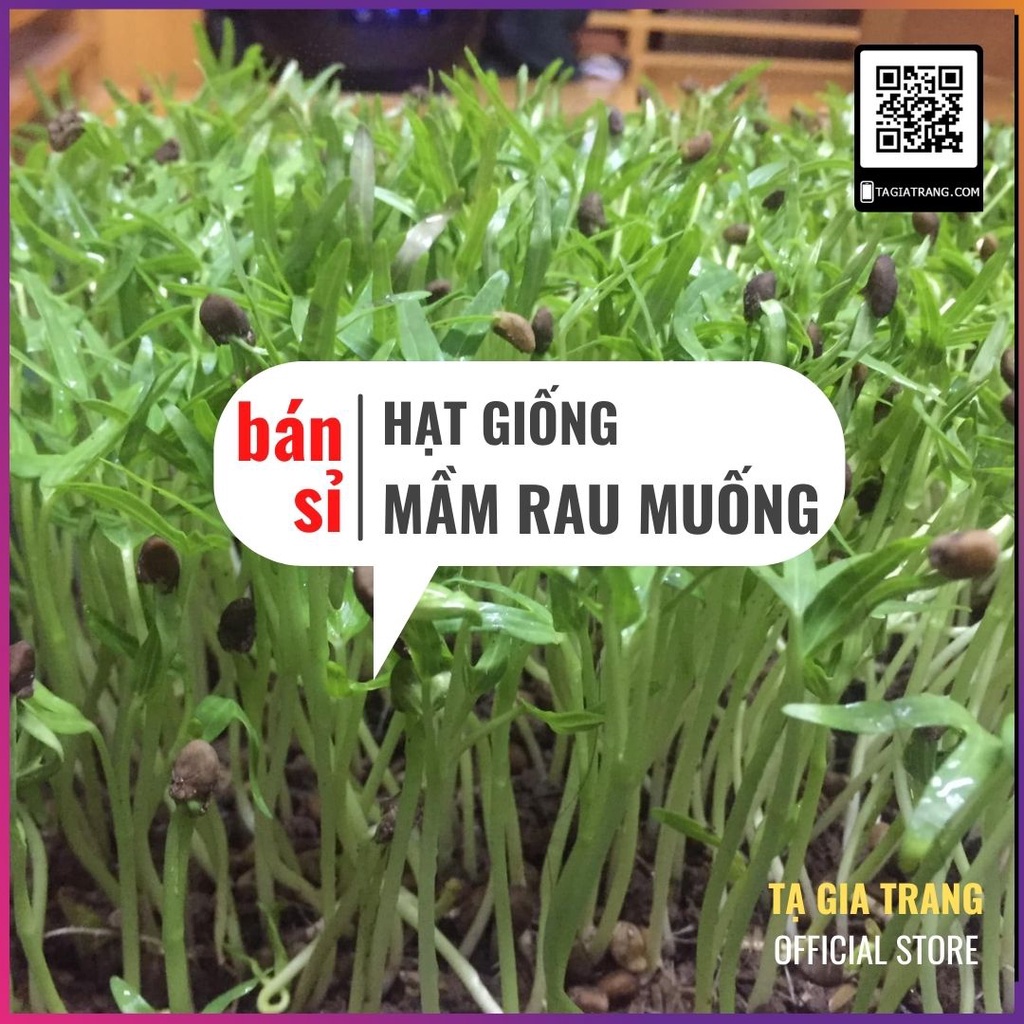 [Bán sỉ] - Hạt giống rau mầm rau muống - Gói 100g