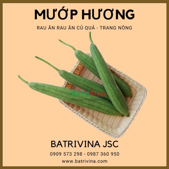 Gói 1gr hạt giống mướp hương trang nông