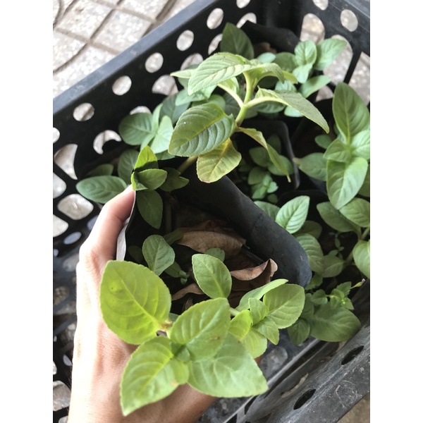 Rau xá xị , rau thơm mùi xá xị