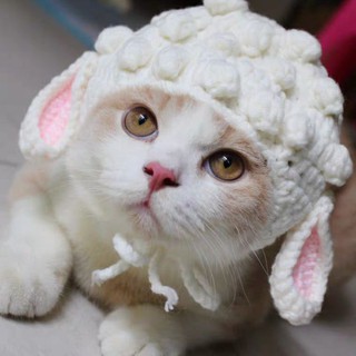 Nón cừu len cho mèo, cún, thỏ,...