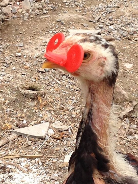 Kính gà - KÍNH CHO GÀ TRE CHIM TRĨ