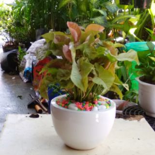 Caladium Hồng - Trầu Bà Lá Hồng