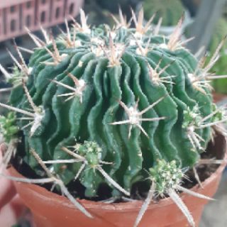 Xương rồng Trúc ngọc