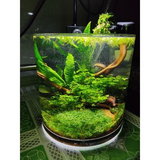 bình thủy tinh dạng trụ 20x20