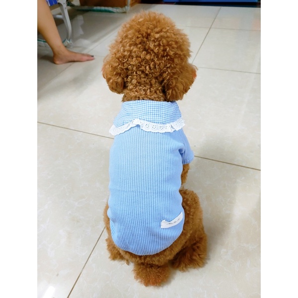 [ Hot sale ] - Áo len viền cổ ren cho thú cưng
