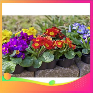 Hạt giống hoa báo xuân mix - 50 hạt vietgar