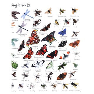 Sách - Anh: 1000 Animals