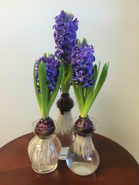 Củ hoa tiên ông hà lan