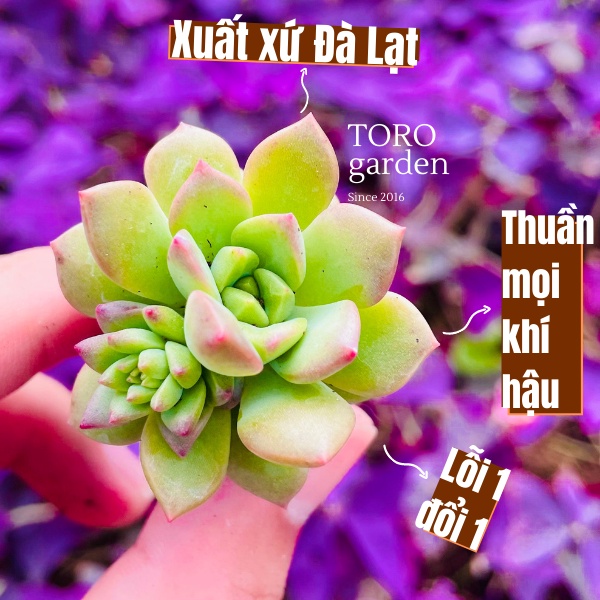 SEN ĐÁ MẶT TRỜI ĐÀ LẠT SIZE MINI, SIÊU KHOẺ ĐẸP, THUẦN MỌI KHÍ HẬU, HƯ 1 ĐỔI 1