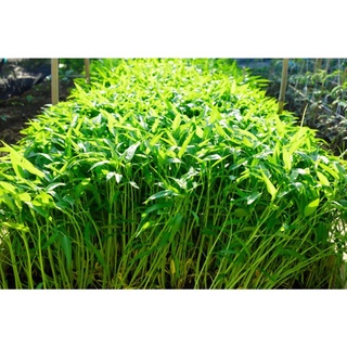 Hạt Giống Rau Muống Lá Tre Dễ Trồng, Năng Suất Cao 50gr