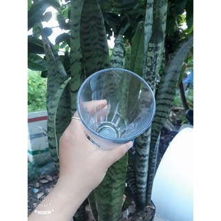 Bộ 6 ly thủy tinh TRONG SUỐT