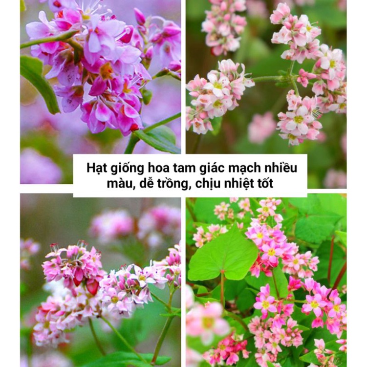 Hạt giống hoa tam giác mạch nhiều màu dễ trồng gói 20g