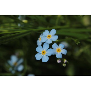 Hạt giống hoa Lưu ly