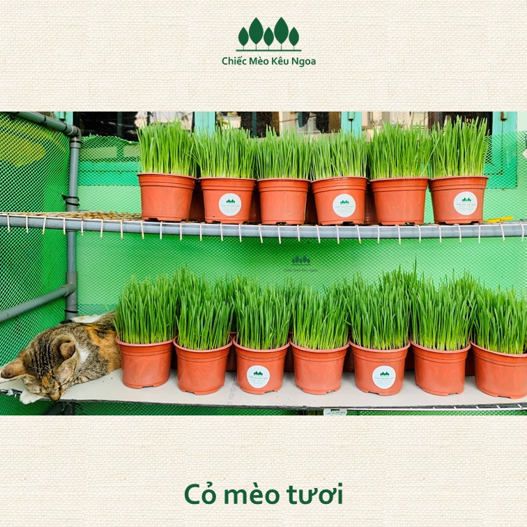 [HOẢ TỐC] Cỏ mèo tươi Benzy Nâu - Tiệm Mèo Moa